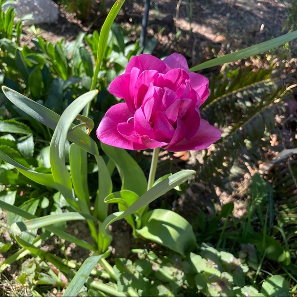 Meet your Posher, Elle - Picture 1 of 1